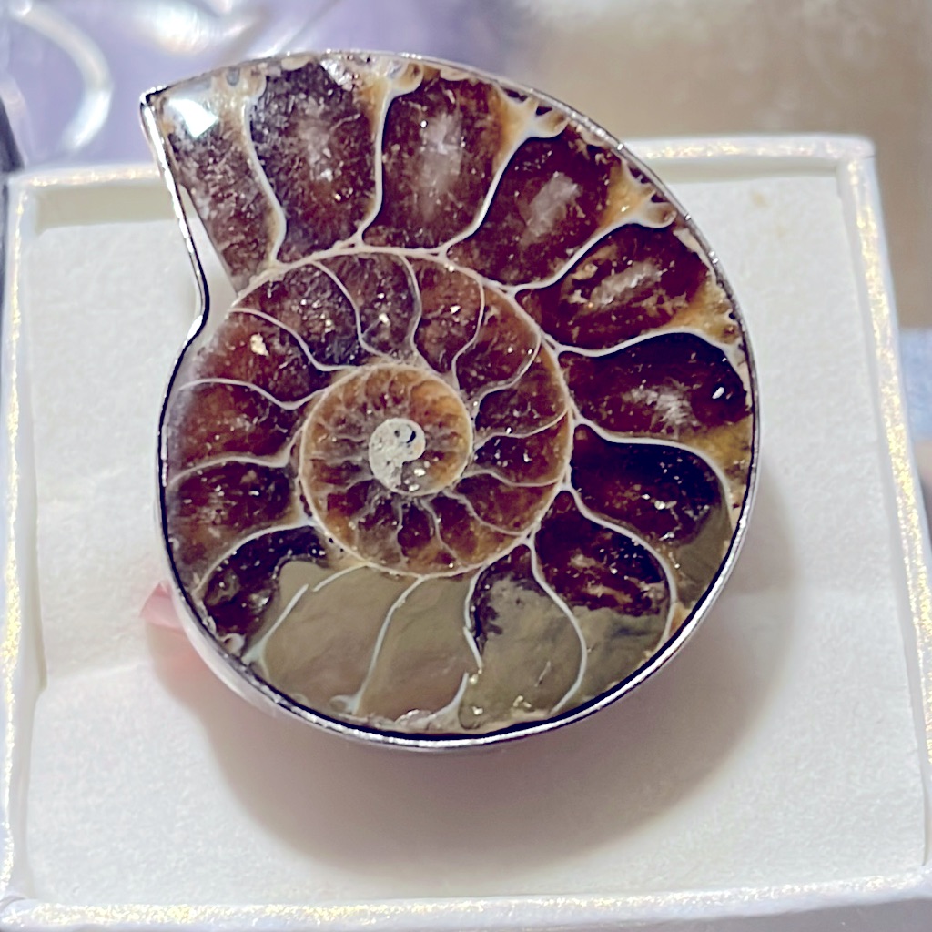 Ammonite Adjustable Ring